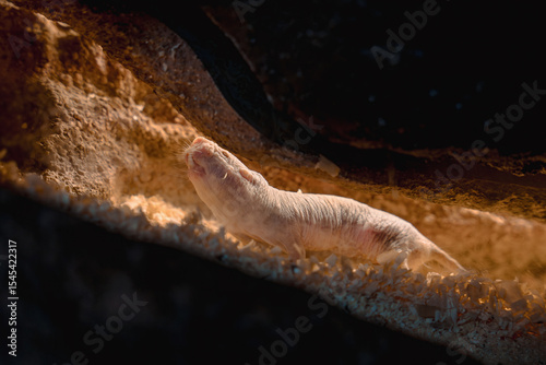 Naked Mole-Rat Crawling in Underground Tunnel