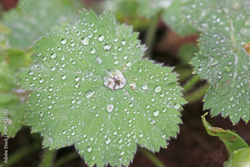  leaf with water drops after rain	