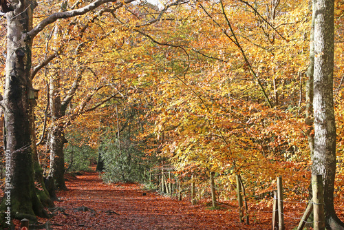 Decoy Country Park, Devon in Autumn