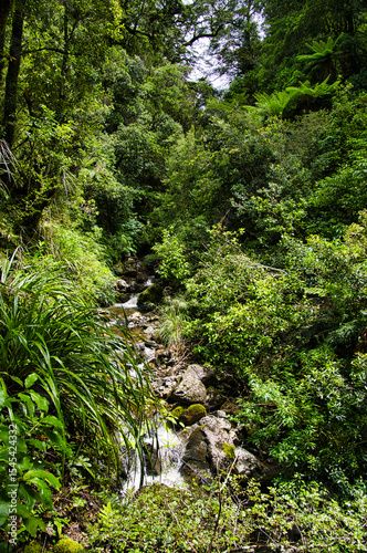 Mountain creek in the dense rainforest of the east side of Tararua Forest Park, in the south of North Island, New Zealand. 
