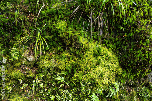 Ferns, lichen and mosses on the forest floor of the temperate rainforest of Tararua Forest Park, in the south of North Island, New Zealand. 
