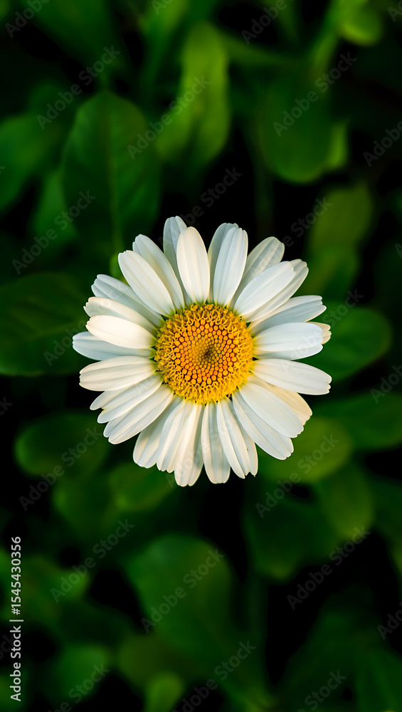 Fototapeta premium Overhead view of a single white daisy flower blooming in a lush green garden setting.