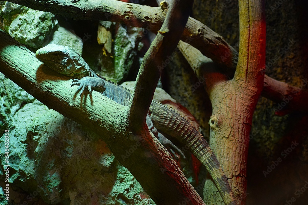 Obraz premium green lizard on a branch