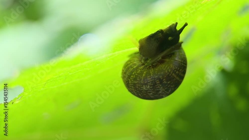 Helix pomatia also Roman snail, Burgundy snail