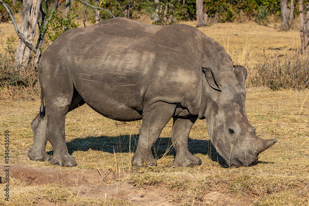 Obraz premium White Rhinoceros Grazing in Mosi-oa-Tunya National Park, Livingstone, Zambia