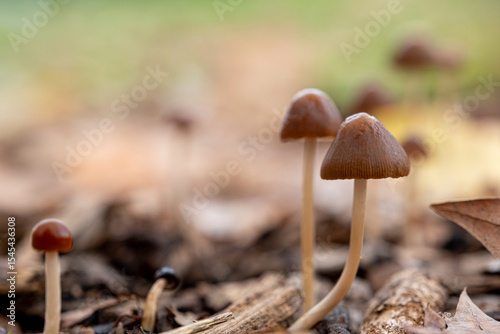 Εκτύπωση καμβά The mysterious mushroom kingdom in the enchanted forest