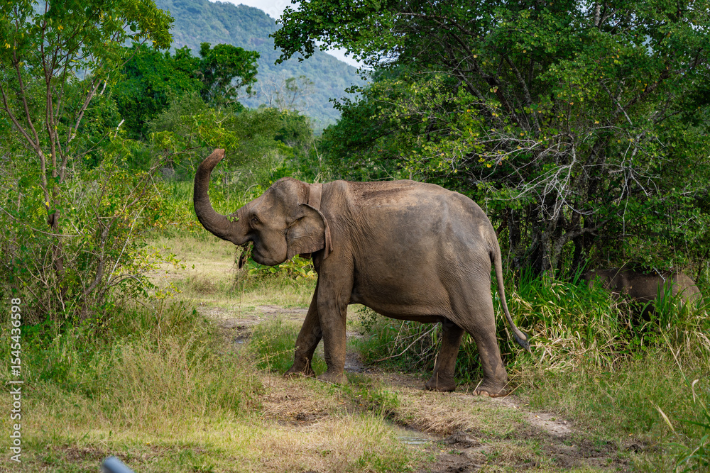 Obraz premium Wild Sri Lankan elephant seen on safari in a national park, tropical wildlife in natural surroundings