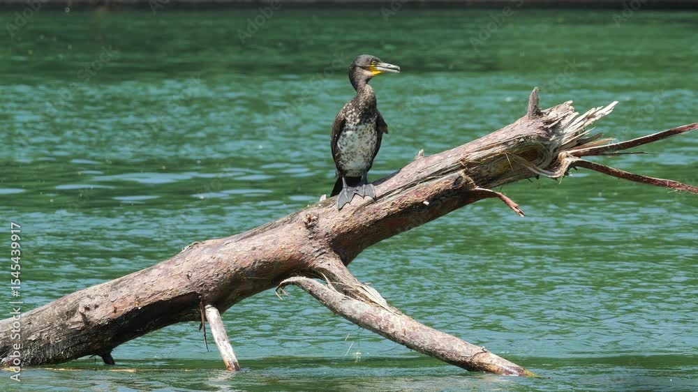 Lone cormorant stands poised on a sunlit driftwood log above green lake water