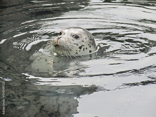 Close-up of spotted seal with his head poked out of water