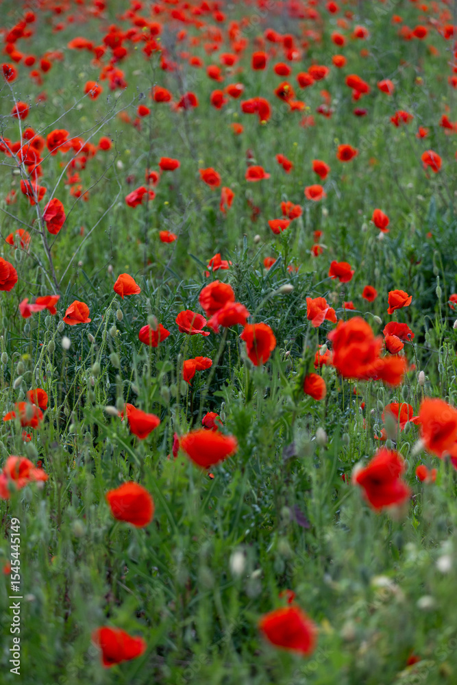 Fototapeta premium Close-up of red poppy flowers in full bloom.
