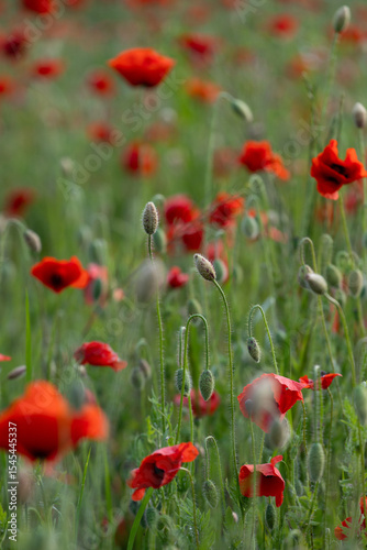 Close-up of red poppy flowers in full bloom.