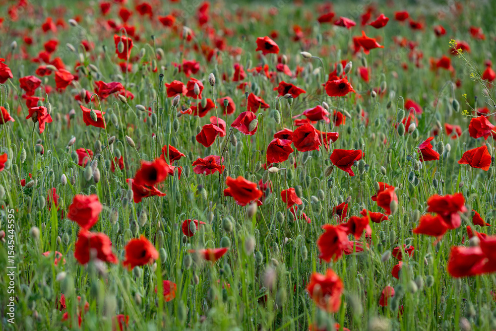 Fototapeta premium Close-up of red poppy flowers in full bloom.