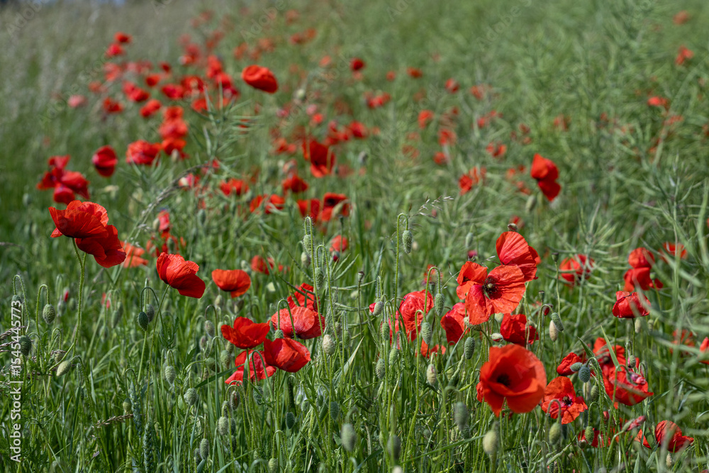 Fototapeta premium Close-up of red poppy flowers in full bloom.