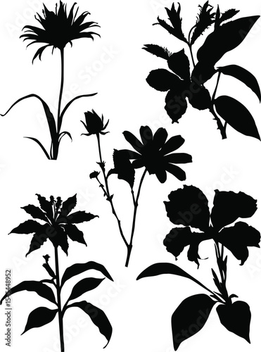garden flower black five sketches on white