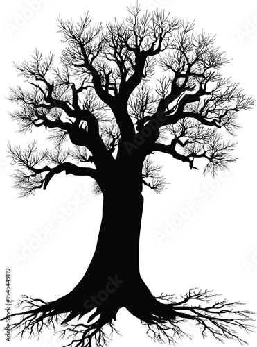 old bare oak with root isolated on white