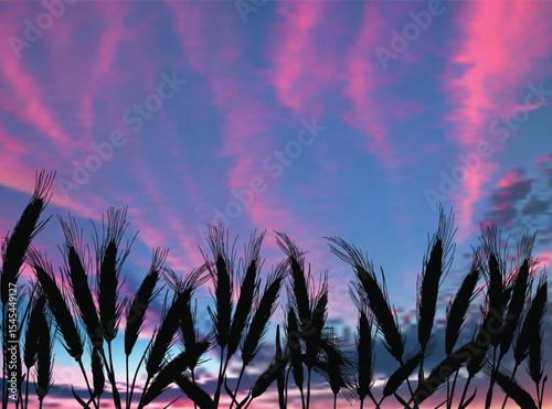 cereal plants field on lilac  sunset background
