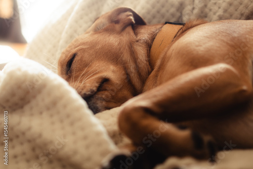 Obraz na plátně Peaceful dream of a puppy on a beige, cozy blanket in warm, natural light, thoug