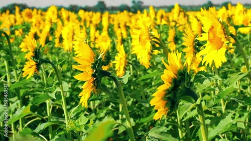 Field of yellow sunflower flowers against sky sways in strong wind.Selective focus. Concert dedicated to ripening of the grain harvest in field