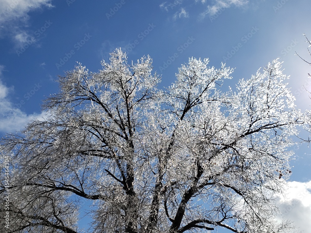 Fototapeta premium Ice storm, ice on trees, frosting rain