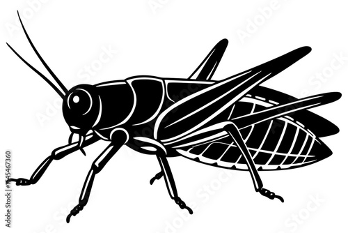 grasshopper isolated on white background
