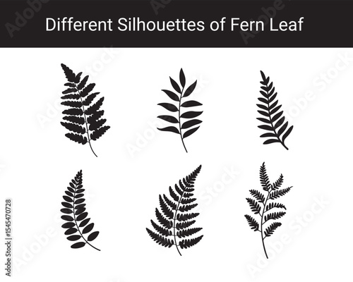 Set of Different Fern Leaf Silhouettes – Botanical Black Leaf Vector Collection