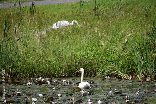 Fototapeta Naklejka Na Ścianę i Meble -  swans in the nest