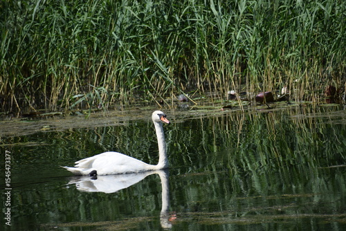 Fototapeta Naklejka Na Ścianę i Meble -  swan on the lake