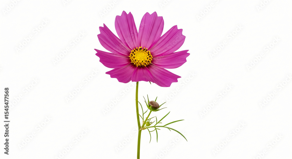 Photorealistic Isolated Flowers with Stems on White Background – High-Resolution Botanical Collection for Packaging, Editorial, and Commercial Design
Photorealistic Isolated Flowers with Stems on White Background – High-Resolution Botanical Collection for Packaging, Editorial, and Commercial Design