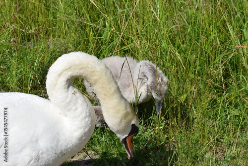 Fototapeta Naklejka Na Ścianę i Meble -  white swan on the grass