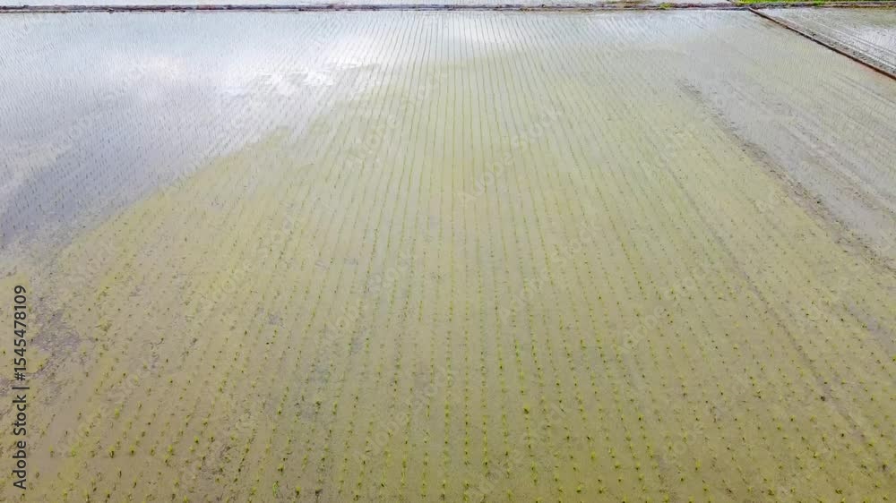 田植えが終わった水田の苗をドローン空撮撮影