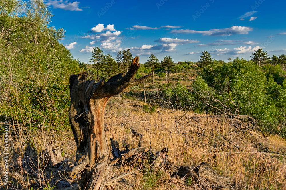 Obraz premium Juniper forest in Bugac