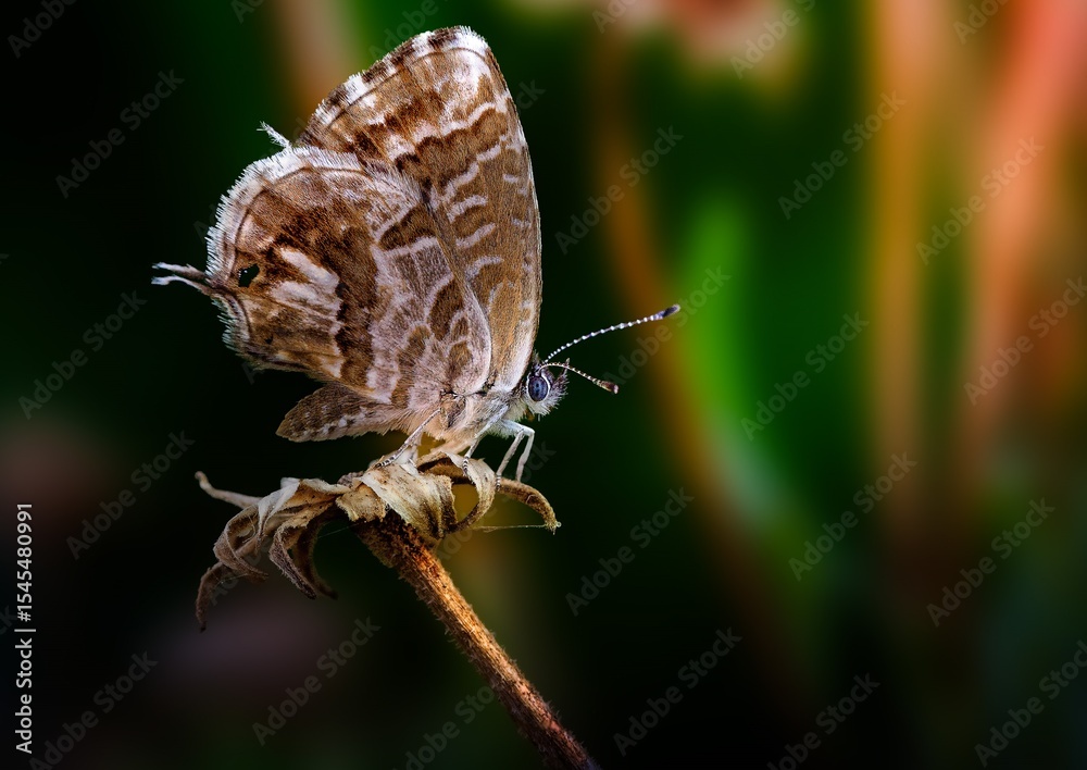 Obraz premium A brown butterfly rests on a twig in its natural habitat, captured in stunning macro detail. Soft light enhances its delicate textures—an elegant moment in nature’s quiet beauty.