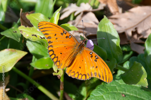 mariposa espejitos
