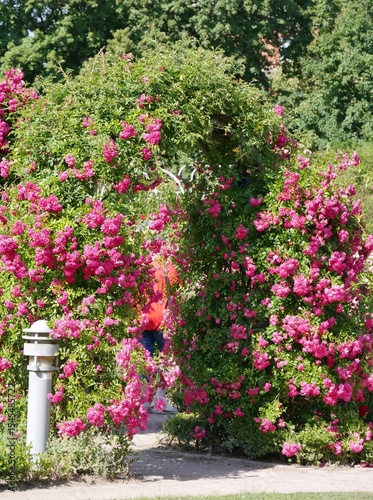 Rosengarten mit blühenden Rosen in Planten un Blomen