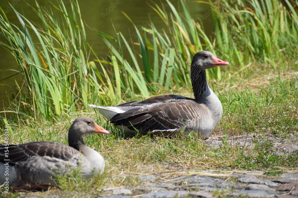 Fototapeta premium goose on the water