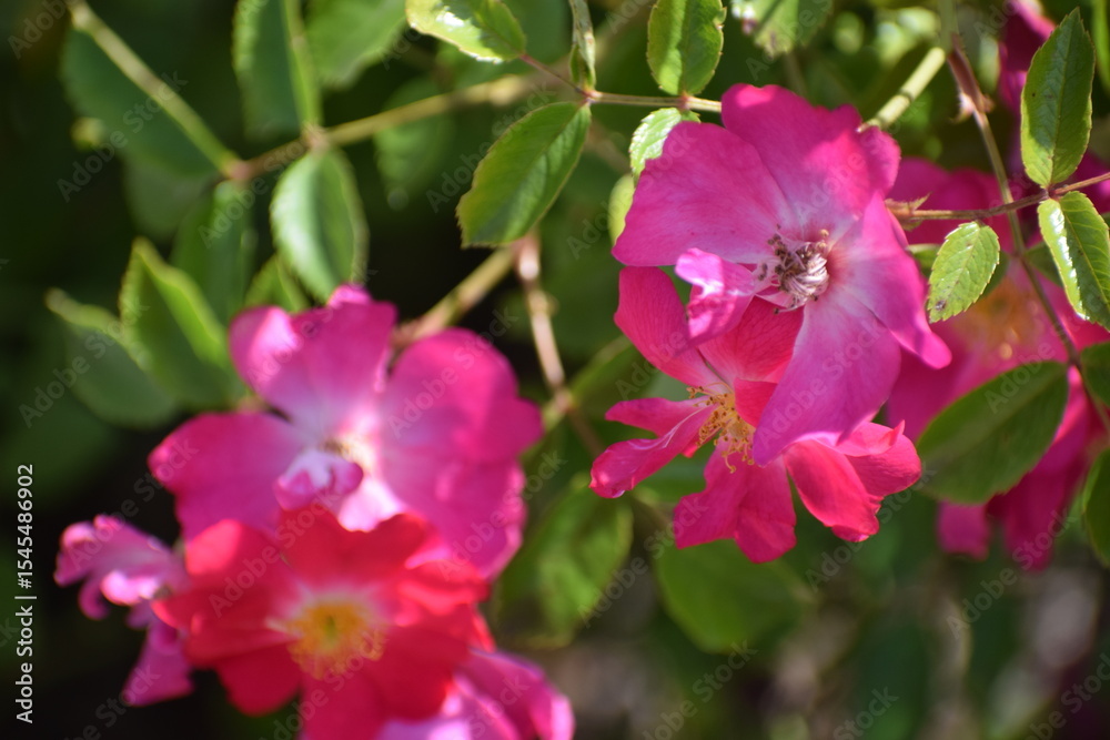 Fototapeta premium pink and white flowers