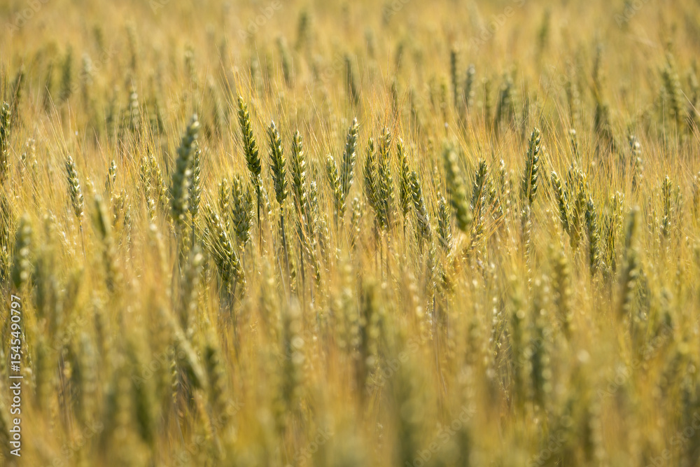 Fototapeta premium Weizen auf einem Feld für die Landwirtschaft
