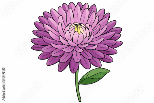 Pink dahlia flower isolated on white, showcasing its natural beauty and delicate petals