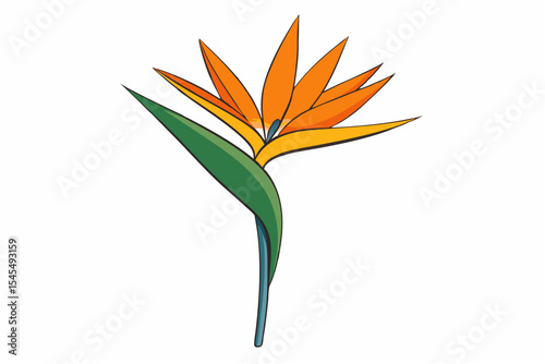 Isolated vector illustration of a tropical orange strelitzia flower with bloom and leaves, a paradise bird plant of vibrant nature, perfect for spring garden decor