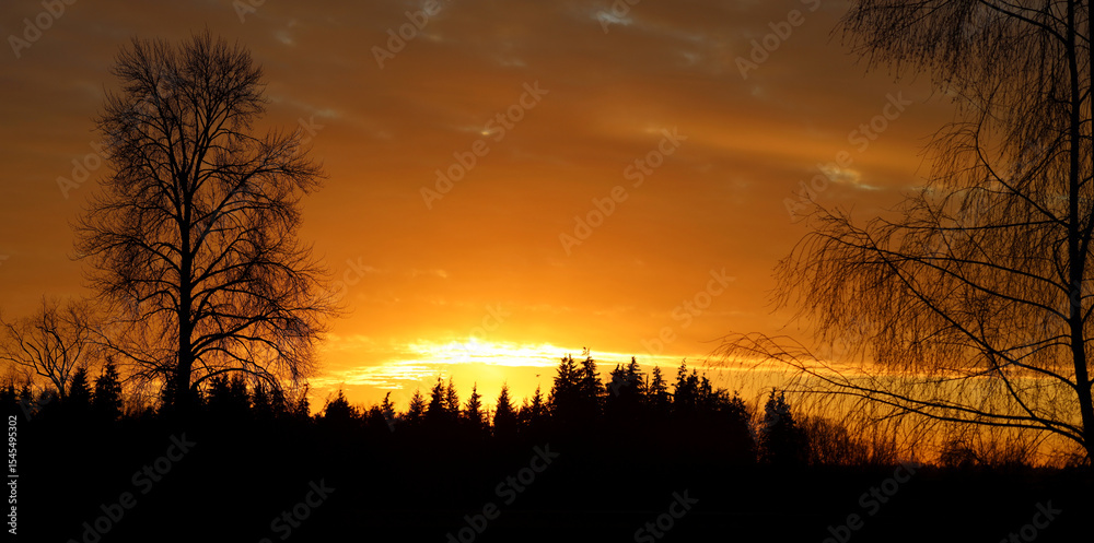 Naklejka premium Contours of leafless trees during winter sunrise