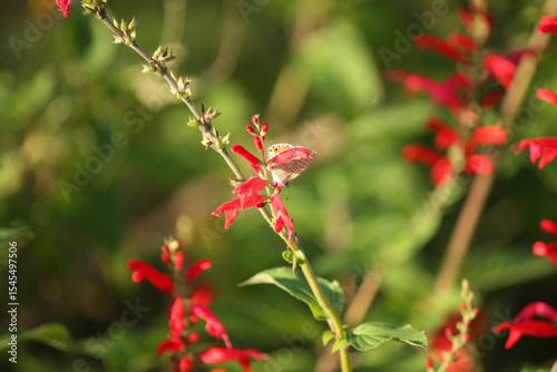 Pineapple sage in the garden. Salvia elegans