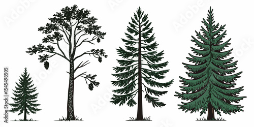 Illustration of different types of evergreen trees for forestry and nature designs and woodland graphics