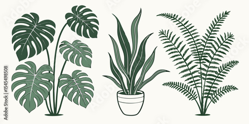 Houseplants monstera fern snake plant botanical illustration vector drawing design element for home decor art