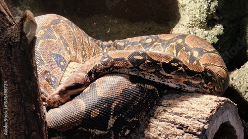 python python, a snake