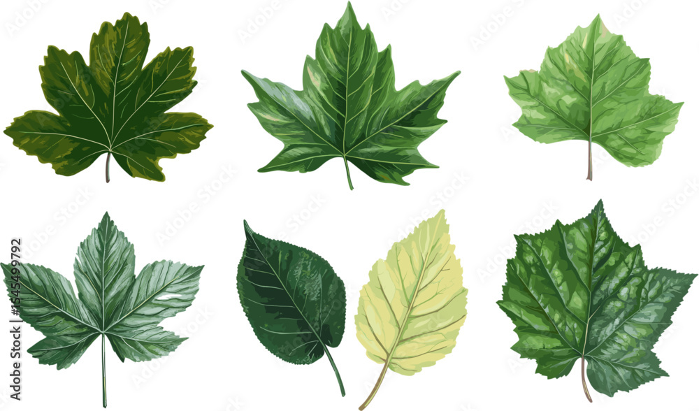 spring green leaves set, vector illustration spring green leaves set, vector illustration