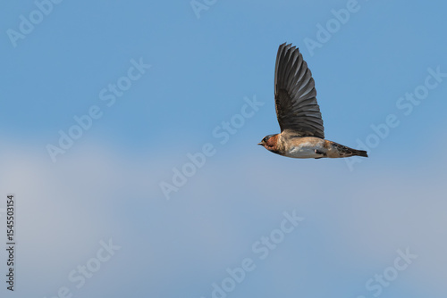 Cliff swallow in flight against a blue sky.