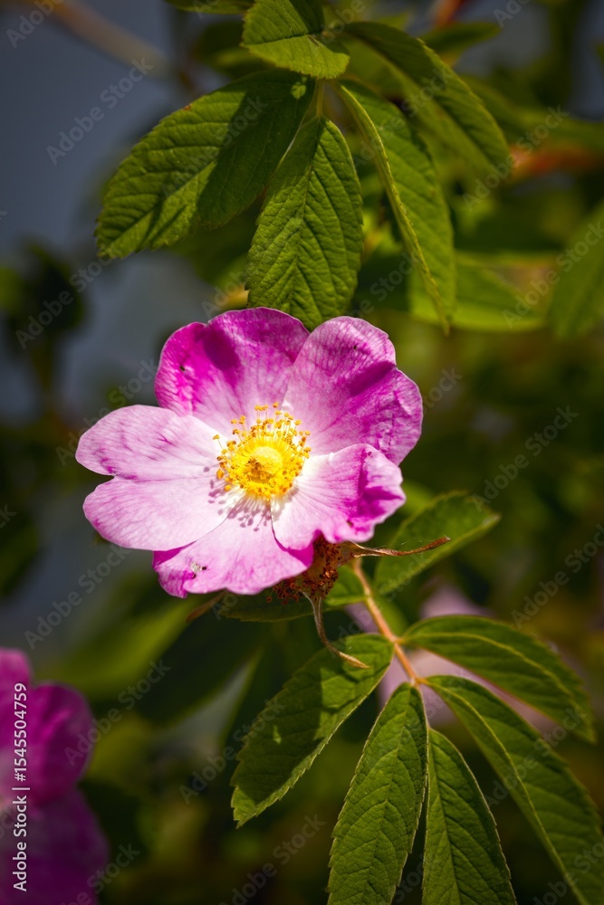 Close-Up of a Pink Flower with Green Leaves Close-Up of a Pink Flower with Green Leaves