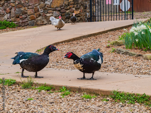 Close up shot of some ducks walking in The Old Mill