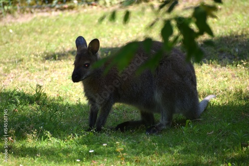 Fototapeta Naklejka Na Ścianę i Meble -  kangaroo, kangaroo australian australian kangaroo, kangaroo island, australian, australia