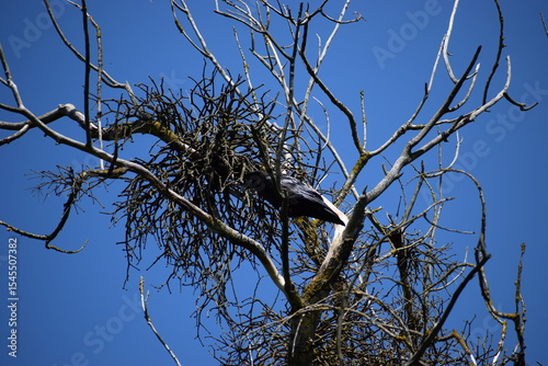 Fototapeta Naklejka Na Ścianę i Meble -  a black crow on a tree